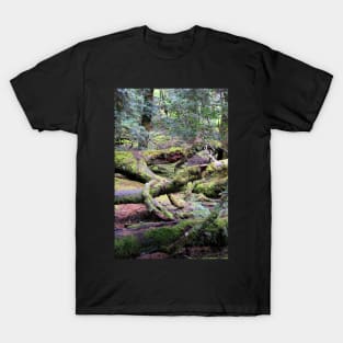 Enchanted Forest, Cradle Mountain, Tasmania, Australia T-Shirt